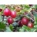 Цариградско грозде Ribes uva-crispa 'Kamieniar' (Гол Корен)