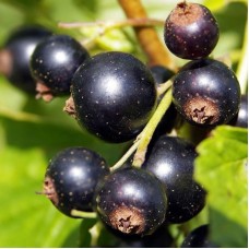 Касис сорт Титания (Ribes nigrum 'Titania')