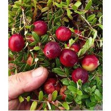 Червена Боровинка сорт Стевенс (Vaccinium macrocarpon 'Stevens')