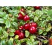 Червена Боровинка сорт Стевенс (Vaccinium macrocarpon 'Stevens')