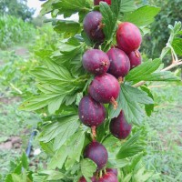 Цариградско грозде сорт Рокула