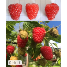 Малина сорт Amaranta® 