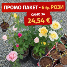 Промо Пакет - 6 бр Храстовидни РОЗИ