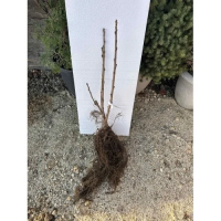 Бяло френско грозде сорт Бианка – (Гол Корен)