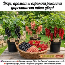 СУПЕР ПРОМО ПАКЕТ ЗА ИСТИНСКИ ГРАДИНАРИ! 