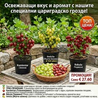 ПАКЕТНА ПРОМОЦИЯ: ТРИО „ЦАРИГРАДСКО ГРОЗДЕ“ – Експлозия от вкусове във вашия двор!