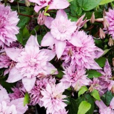 Клематис сорт Multi Pink