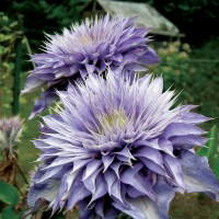 Клематис сорт Multi Blue
