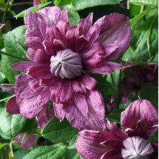 Клематис сорт Purpurea Plena Elegans