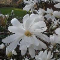 Магнолия stellata Royal Star