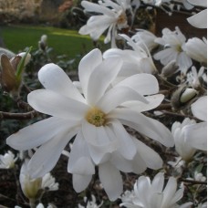 Магнолия stellata Royal Star