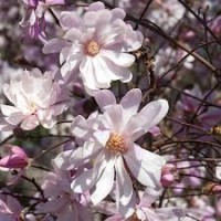 Магнолия stellata Rosea