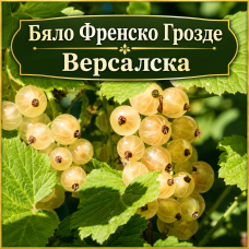 Бяло френско грозде сорт „Версалска"