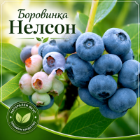 Американска боровинка сорт „Нелсон" (Vaccinium corymbosum 'Nelson')
