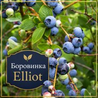 Американска боровинка сорт „Елиот" (Vaccinium corymbosum 'Elliott')