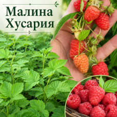 Малина сорт „Husaria" (Хусария) – ремонтантна малина