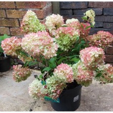 Хортензия paniculata Petite Flori PBR