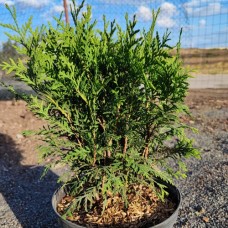 Кълбовидна туя (Thuja occidentalis 'Globosa') – иглолистно кълбо