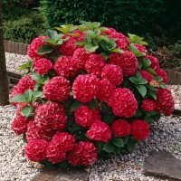 Хортензия „Горещо Червен“ Hydrangea macrophylla Hot Red®