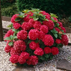 Хортензия „Горещо Червен“ Hydrangea macrophylla Hot Red®