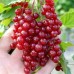 ПАКЕТ ПЛОДОВЕ С МИНИМАЛНИ ГРИЖИ - Касис и Френски грозда плюс подаръл Вкоренител Рутпромотър 10 мл.