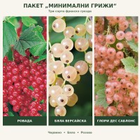 ПАКЕТ ПЛОДОВЕ С МИНИМАЛНИ ГРИЖИ - Френски грозда плюс подарък Вкоренител Рутпромотър 10 мл.