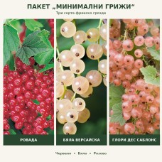 ПАКЕТ ПЛОДОВЕ С МИНИМАЛНИ ГРИЖИ - Френски грозда плюс подарък Вкоренител Рутпромотър 10 мл.