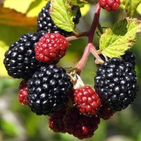Къпина Jumbo  сорт с изключително едри плодове
