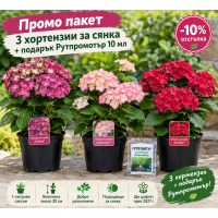 ПРОМО ПАКЕТ: 3 ХОРТЕНЗИИ ЗА СЯНКА + ПОДАРЪК РУТПРОМОТЪР 10 мл