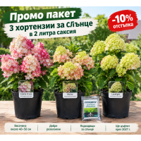 Промо пакет – 3 хортензии за слънце