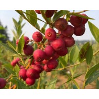 Американска  боровинка ‘Pink Lemonade’ – 20-30 см в саксия P9