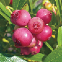 Боровинка сорт Pink Lemonade 