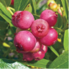 Боровинка сорт Pink Lemonade Боровинка сорт Pink Lemonade