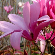 Магнолия сорт Магнолия сорт