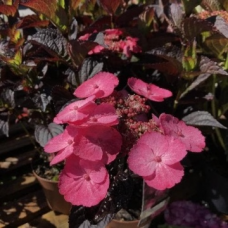 Хортензията serr. Daredevil(pbr)