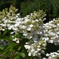 Хортензия paniculata 