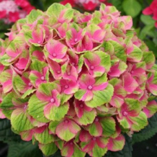 Хортензия Sweet Lips'®