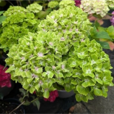 Хортензия m. 