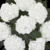 Хортензия m. 'Ice Boy'®