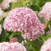 Хортензия arborescens CB® Bubblegum Хортензия arborescens CB® Bubblegum