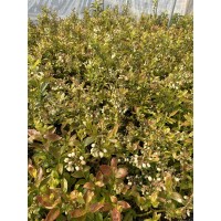 Промоция! 5бр. - Американска боровинка сорт 