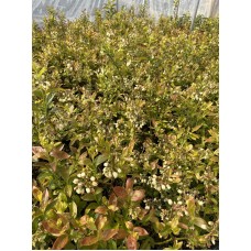 Промоция! 5бр. - Американска боровинка сорт 