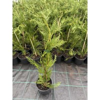 Cupressocyparis l. 'Tweeduizendéén'