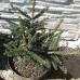 Picea orientalis 
