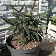 Picea orientalis 
