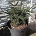 Picea orientalis 