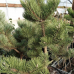 Pinus nigra 'Oregon Green' Pinus nigra 'Oregon Green'
