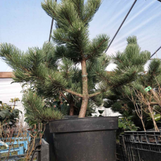 Pinus nigra 'Oregon Green' Pinus nigra 'Oregon Green'