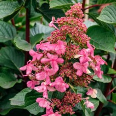 Хортензия 'Dharuma'