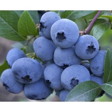 Промо Пакет - 3бр. Американска боровинка сорт 